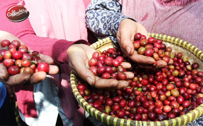 5-diem-noi-bat-ca-phe-fine-robusta-duoc-ua-chuong-1