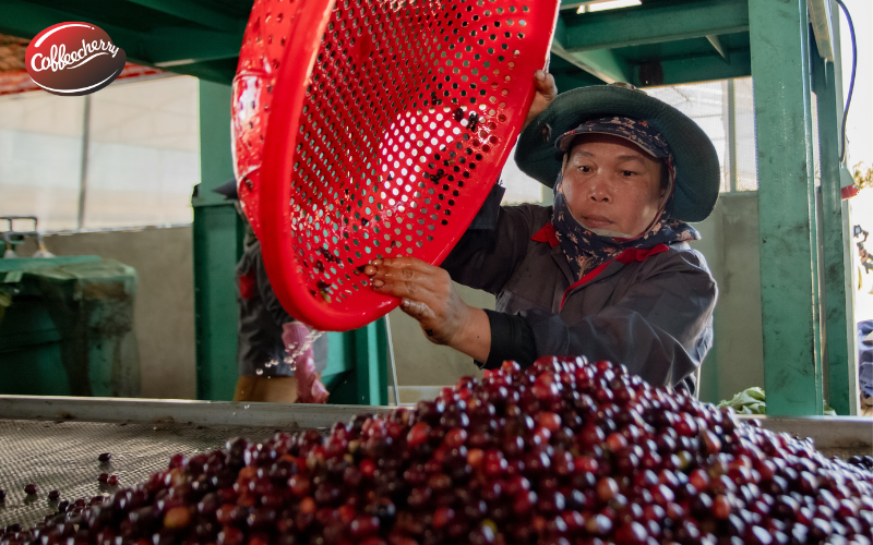 5-diem-noi-bat-ca-phe-fine-robusta-duoc-ua-chuong-3