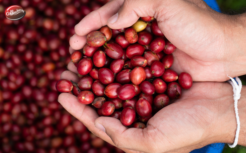 Robusta-Fine-co-the-thay-the-Arabica-trong-espresso-khong