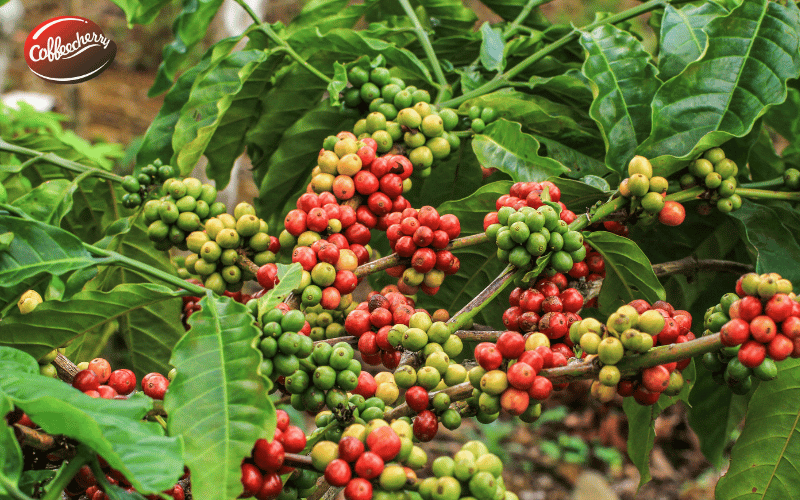 Robusta-Honey-va-Natural-khac-nhau-the-nao-3