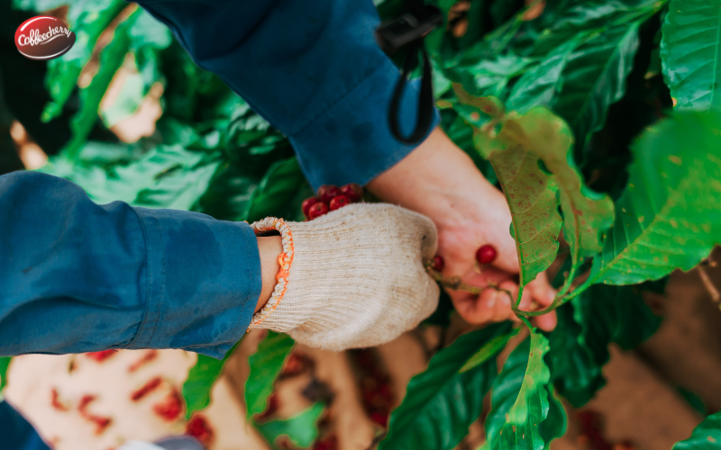 Vi-sao-robusta-phu-hop-khi-hau-Viet-Nam-hơn-Arabica