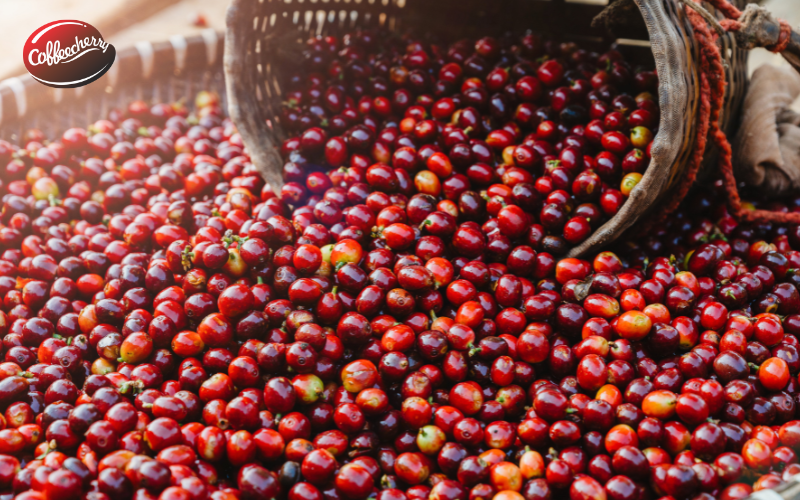 ca-phe-dac-san-fine-robusta-gia-tri-the-nao-3