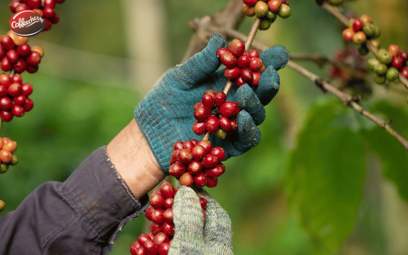 ca-phe-fine-robusta-natural-la-gi-co-ngon-va-de-uong-khong