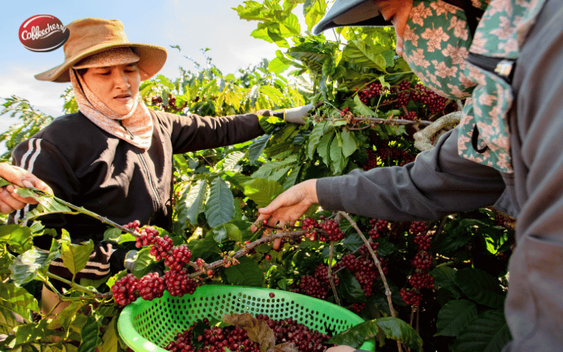 ca-phe-nguyen-chat-robusta-viet-nam-duoc-san-don-tro-lai-nam-2026