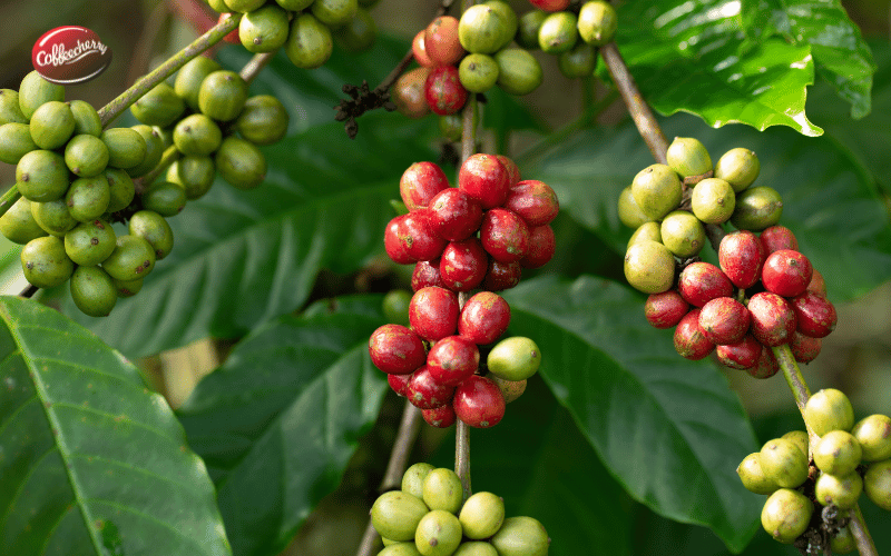 ca-phe-robusta-co-nhieu-caffeine-hon-Arabica-khong