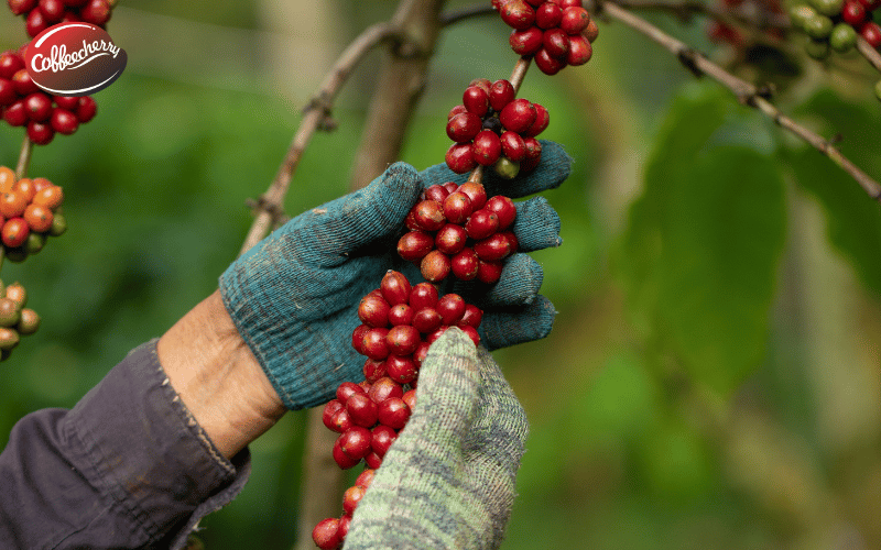 ca-phe-robusta-fine-khac-gi-so-voi-robusta-thuong-1