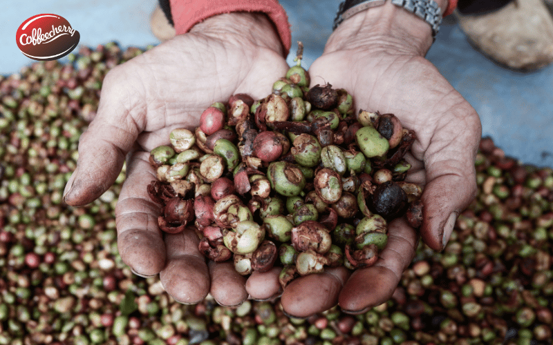 ca-phe-robusta-fine-khac-gi-so-voi-robusta-thuong-3