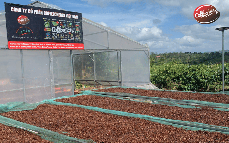 ca-phe-robusta-fine-la-gi-khac-robusta-dai-tra-o-diem-nao