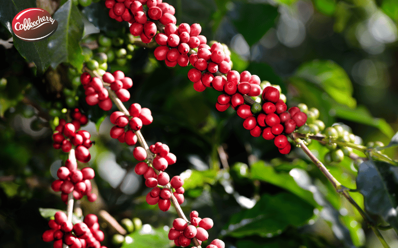 ca-phe-va-tieu-duong-uong-the-nao-kiem-soat-duong-huyet-2