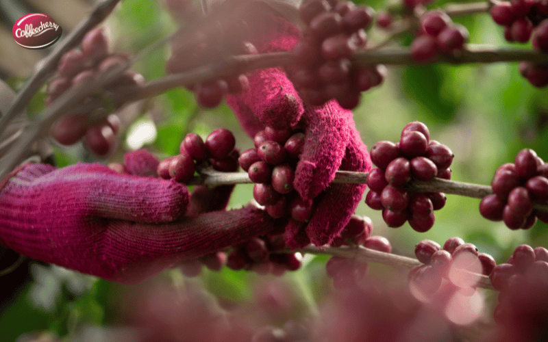 dau-la-ly-do-giup-ca-phe-robusta-phu-hop-khi-hau-viet-nam