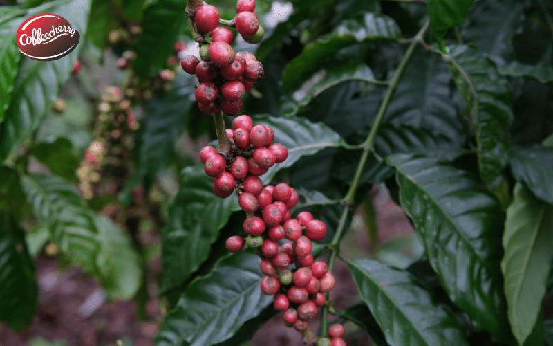 dau-la-su-khac-biet-coffee-cherry-coffee-bean-2