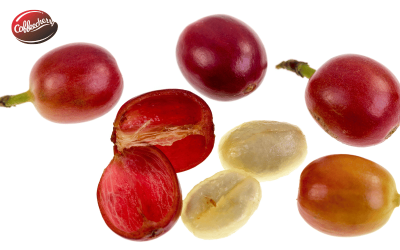 dau-la-su-khac-biet-coffee-cherry-coffee-bean-3