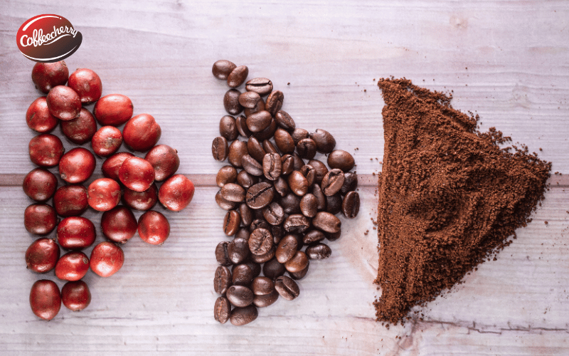 dau-la-su-khac-biet-coffee-cherry-coffee-bean-4