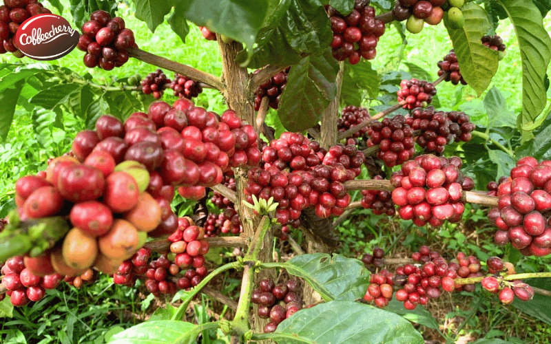 fine-robusta-pha-tan-dinh-kien-1