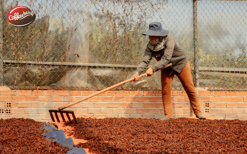 fine-robusta-pha-tan-dinh-kien-2