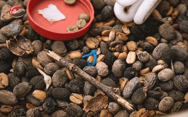 hat-loi-anh-huong-den-chat-luong-ca-phe-nguyen-chat-the-nao