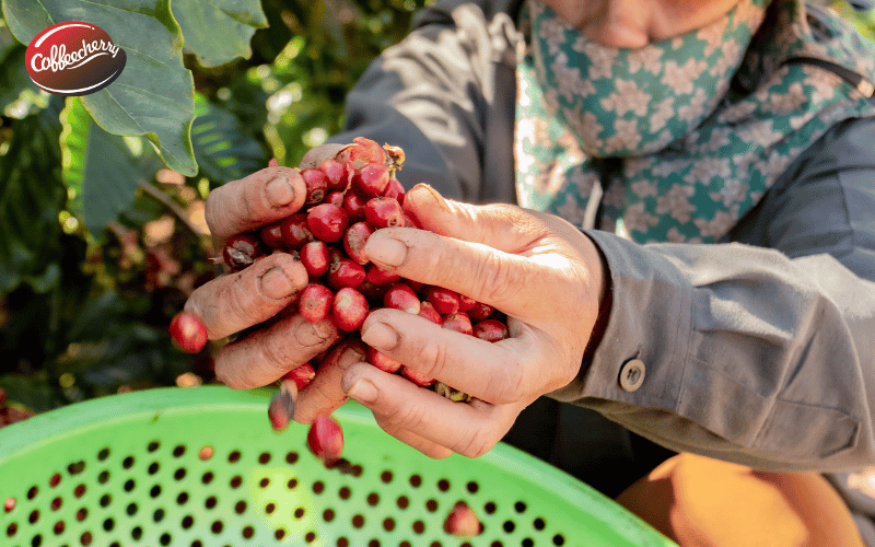 kham-pha-hanh-trinh-fine-robusta-cung-coffeecherry-2