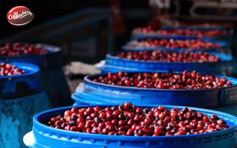 len-men-yem-khi-la-gi-coffee-cherry-3