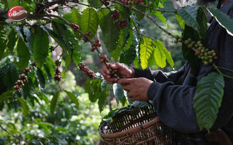 vi-sao-ca-phe-ben-vung-dang-la-xu-huong-toan-cau