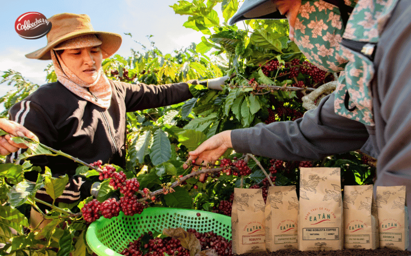 vi-sao-ca-phe-dac-san-khong-chi-la-cau-chuyen-marketing