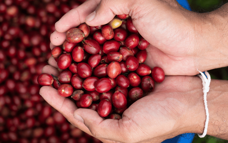 vi-sao-ca-phe-robusta-dang-troi-day-va-duoc-ua-chuong-toan-cau-1