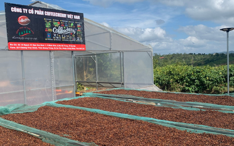 vi-sao-robusta-viet-nam-thuong-bi-hieu-sai-ve-chat-luong(1)