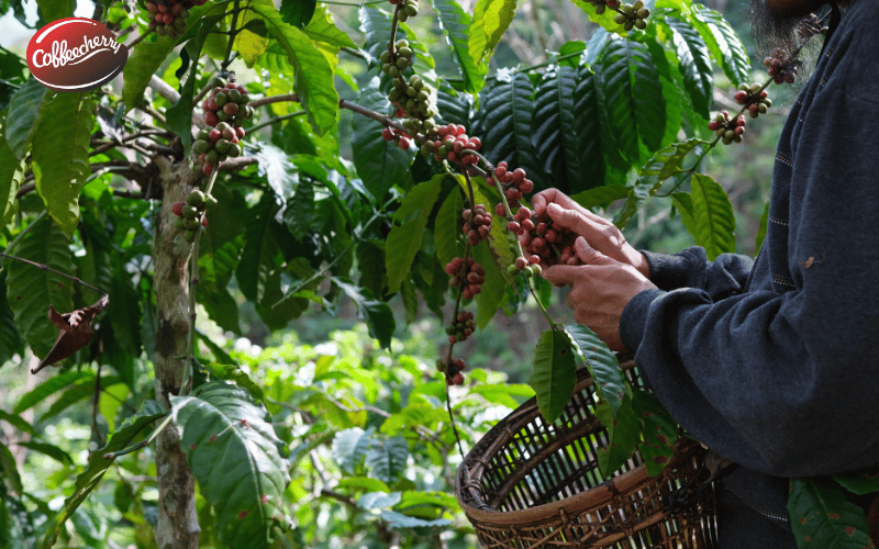 vi-sao-robusta-viet-nam-thuong-bi-hieu-sai-ve-chat-luong