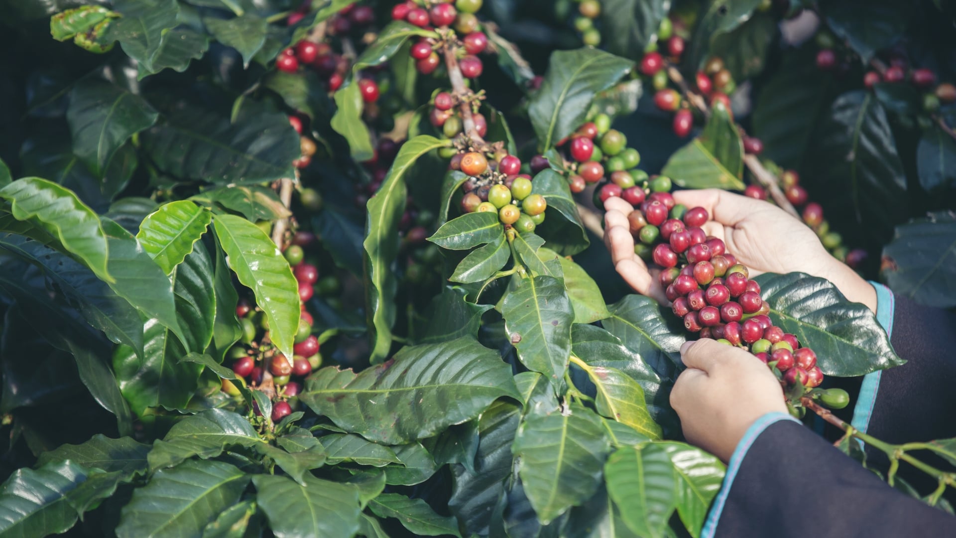 Cà Phê Arabica Cầu Đất – Hương Vị Cà Phê Nguyên Chất – DalatFarm