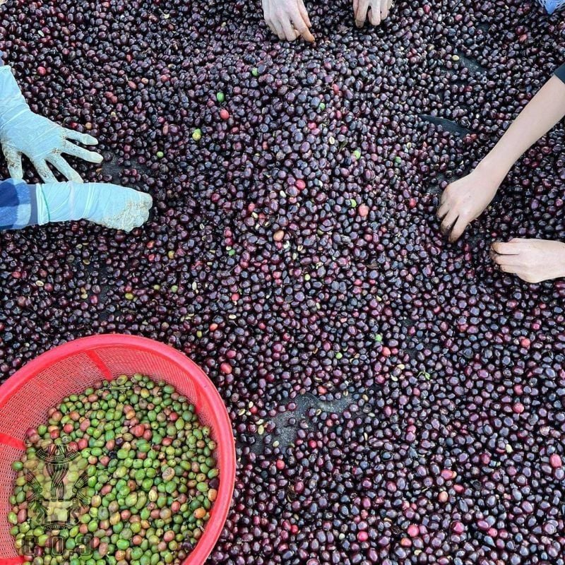 Honey Robusta: Khám Phá Vị Ngọt Ngào Của "Nữ Hoàng" – C.O.C - Clean Origin COFFEE