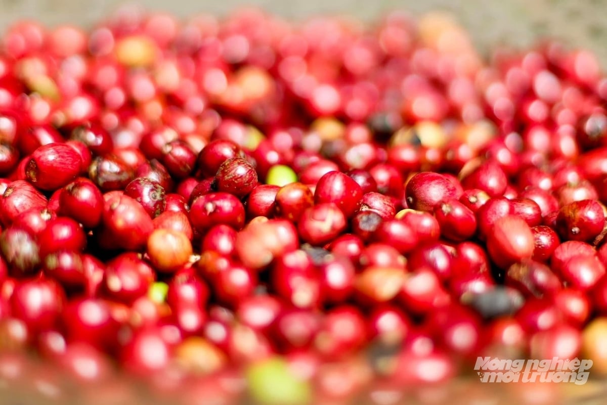 Để đạt cà phê chất lượng thì tỉ lệ quả chín phải đạt từ 98-100% khi thu hái như yêu cầu hàng năm của tỉnh Đắk Lắk. Ảnh: Trung Tân. Để đạt cà phê chất lượng thì tỉ lệ quả chín phải đạt từ 98-100% khi thu hái như yêu cầu hàng năm của tỉnh Đắk Lắk. Ảnh: Trung Tân.