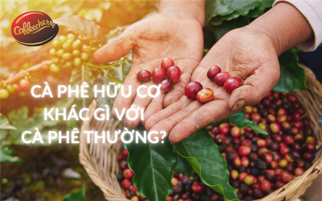 Cà phê hữu cơ Coffeecherry và cà phê thường có gì khác nhau?