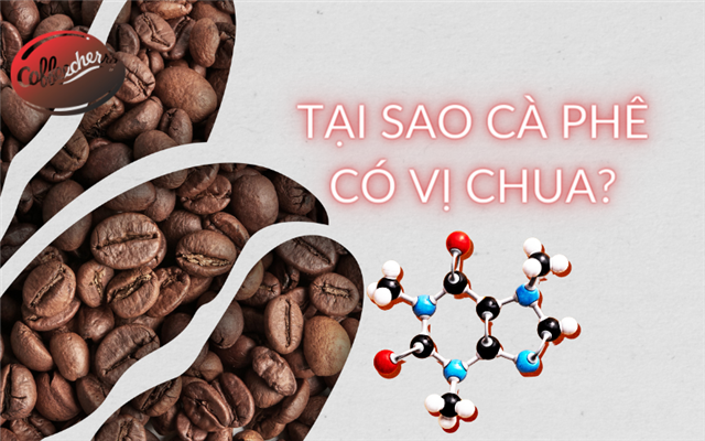 Tại sao cà phê có vị chua?