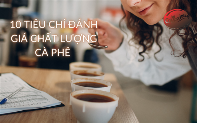 10 tiêu chí đánh giá cà phê chất lượng