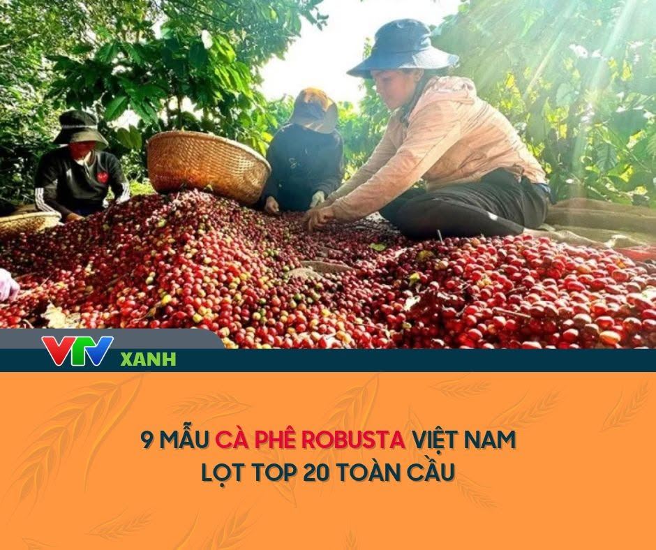 9 mẫu cà phê Robusta Việt Nam lọt top 20 toàn cầu trong đó có 02 mẫu đóng góp từ Coffeecherry