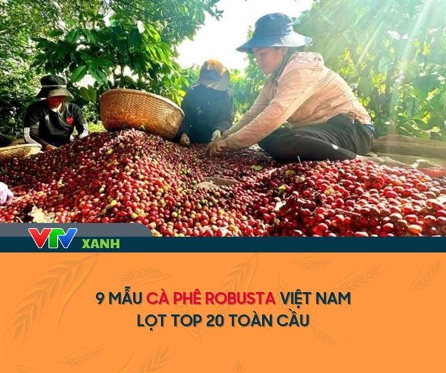 9 mẫu cà phê Robusta Việt Nam lọt top 20 toàn cầu trong đó có 02 mẫu đóng góp từ Coffeecherry