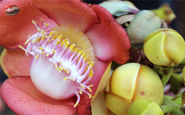 Ảnh hưởng của độ cao đến hương vị Robusta