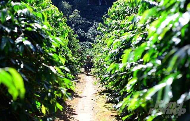 Vì sao người Pháp gọi cà phê Đà Lạt là Moka và là Hoàng Hậu cà phê?