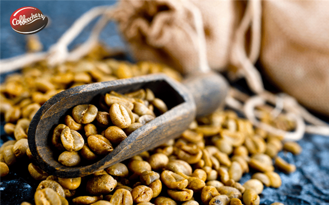 Cà phê Culi là gì? Vì sao hạt tròn lại đậm vị hơn?