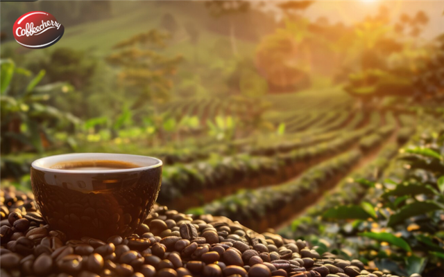 Phương pháp lên men tiên tiến và tương lai của hương vị cà phê đặc sản