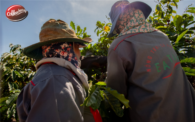 Cà phê đặc sản và Fine Robusta tạo nên giá trị đặc sản thế nào khi kinh doanh thương hiệu cà phê?