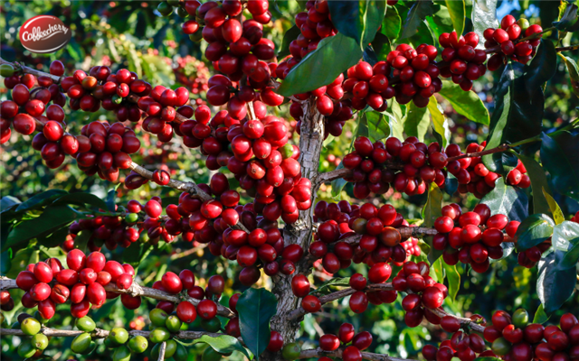 Cà phê Fine Robusta trong xu hướng cà phê đặc sản 2026