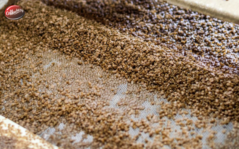 Cà phê lên men là gì? Vì sao đang trở thành xu hướng specialty?