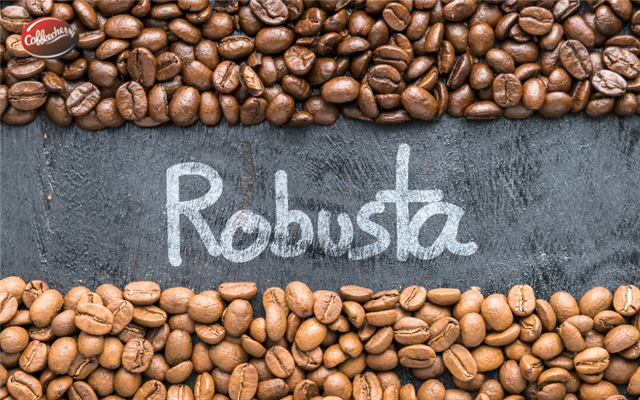 Cà Phê Nguyên Chất Robusta Việt Nam Được Săn Đón Trở Lại Năm 2026 - Vì Sao?