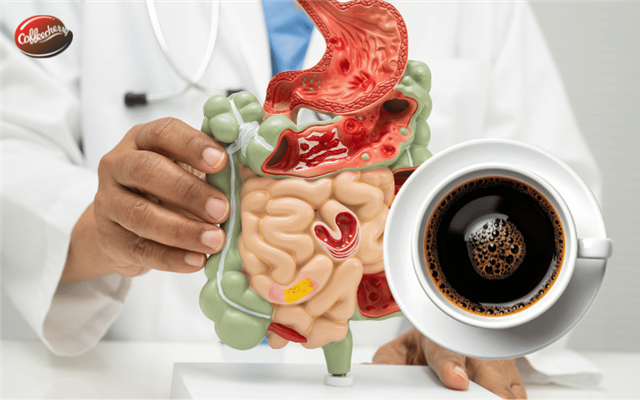 Cà phê nguyên chất và hệ tiêu hóa - Vì sao uống đúng lại dễ chịu hơn?