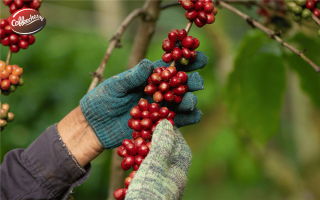 Fine Robusta Natural và Honey khác nhau thế nào? Góc nhìn từ hương vị đến trải nghiệm pha chế