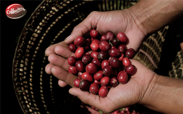 Cà phê Robusta Fine là gì và khác Robusta đại trà ở điểm nào?