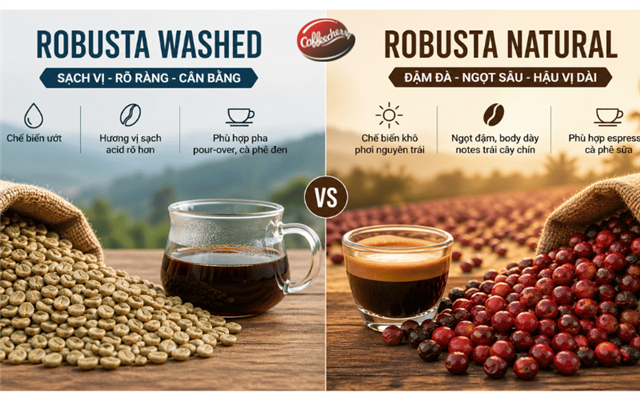 Cà phê robusta: Natural Robusta và Washed Robusta khác nhau thế nào?
