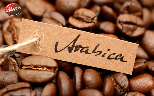 Cà phê Robusta và Arabica khác nhau ở cấu trúc hạt và caffeine thế nào?