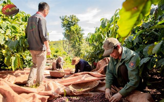 Cam kết Bền vững: Cách Coffeecherry Việt Nam Bảo vệ Môi trường