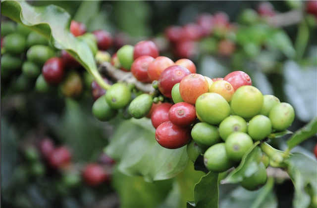Coffea charrieriana - giống cà phê tự nhiên không có caffein tự nhiên đầu tiên trên thế giới
